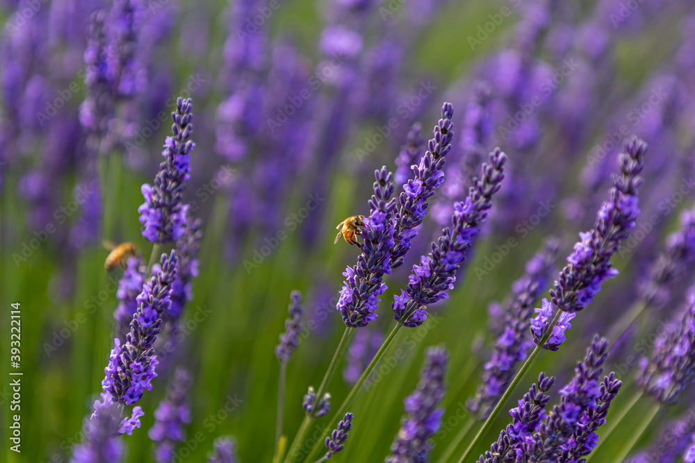 Obraz premium Honey bees on lavender