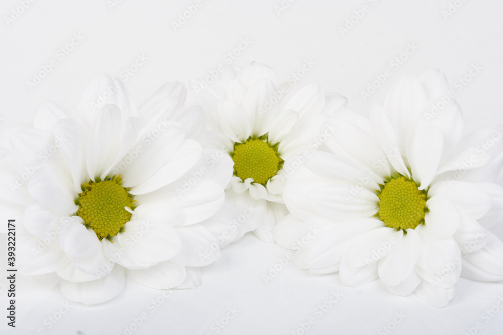 Obraz premium Chrysanthemums on white background - close-up