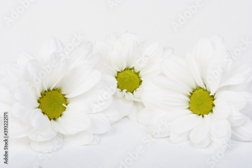 Chrysanthemums on white background - close-up