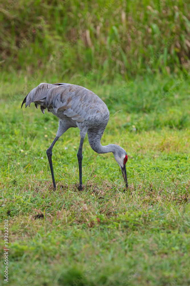 Fototapeta premium Close-up of Sandhill Cranes foraging for insects in the soft sandy soil in a pasture in Florida