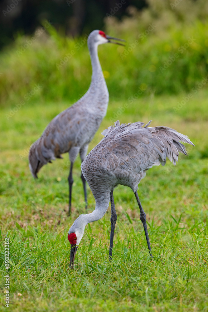 Obraz premium Close-up of a pair of Sandhill Cranes foraging for insects in the soft sandy soil in a pasture in Florida