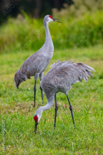 Close-up of a pair of Sandhill Cranes foraging for insects in the soft sandy soil in a pasture in Florida