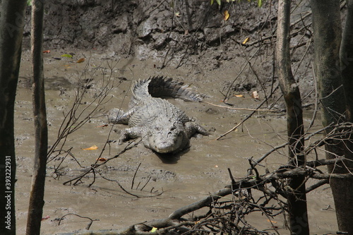 Saltwater Crocodile in the wild in Australia