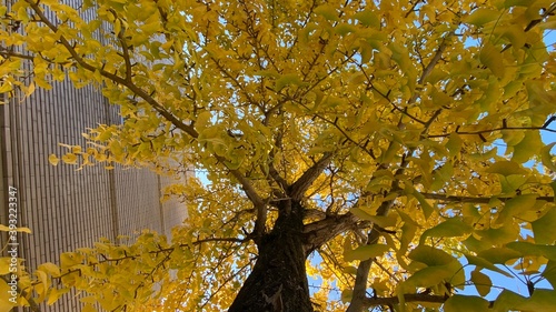 yellow autumn leaves (ID: 393223347)