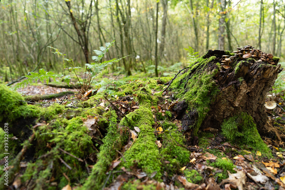 moss covered tree trunk