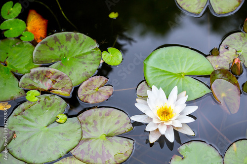 White water lilies or Nymphaea in a decorative pond in the garden in oriental style.