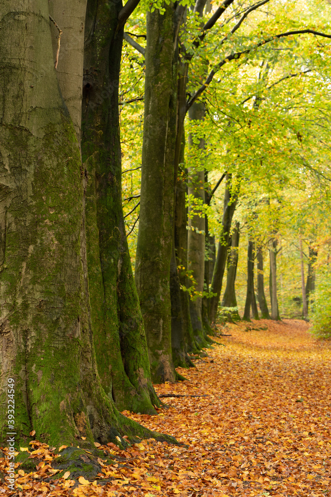 Obraz premium Kilder, Netherlands - oktober 2020