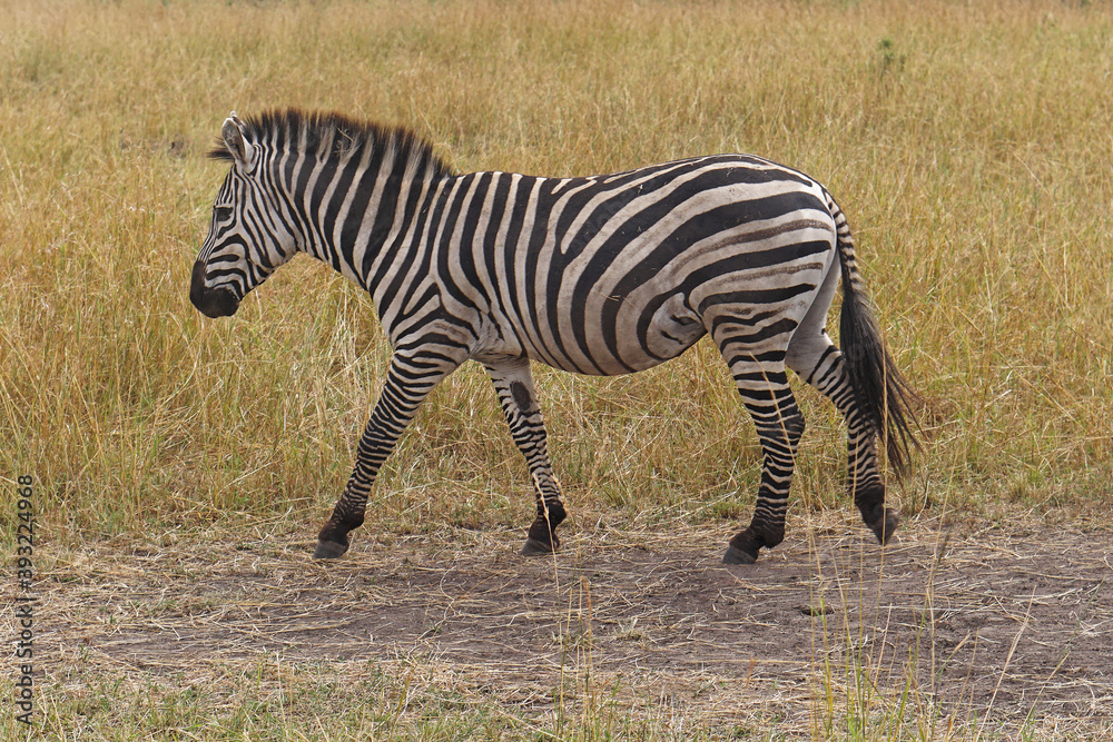 Naklejka premium Zebra