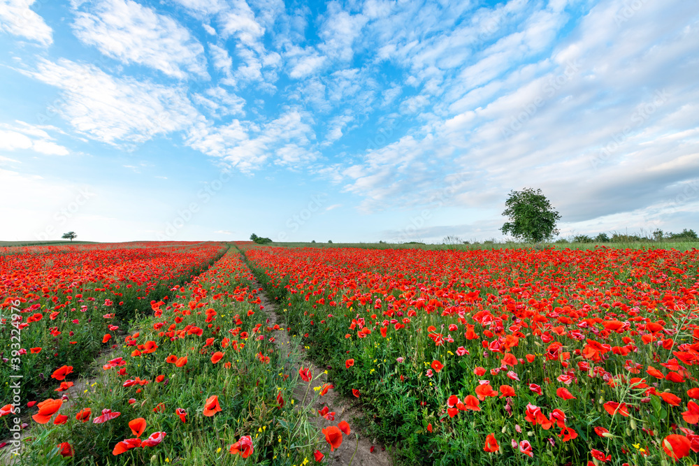 Beautiful summer landscape - field full of red popy flowers