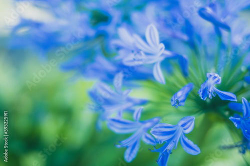 blue iris flower