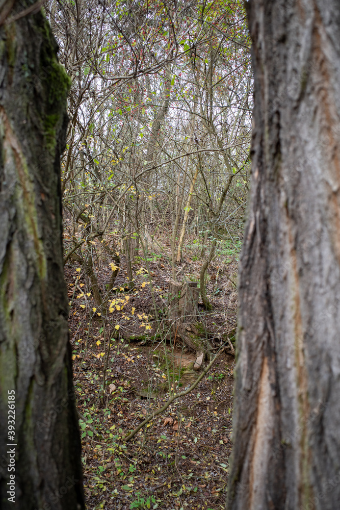 Fototapeta premium view among the trees in the forest