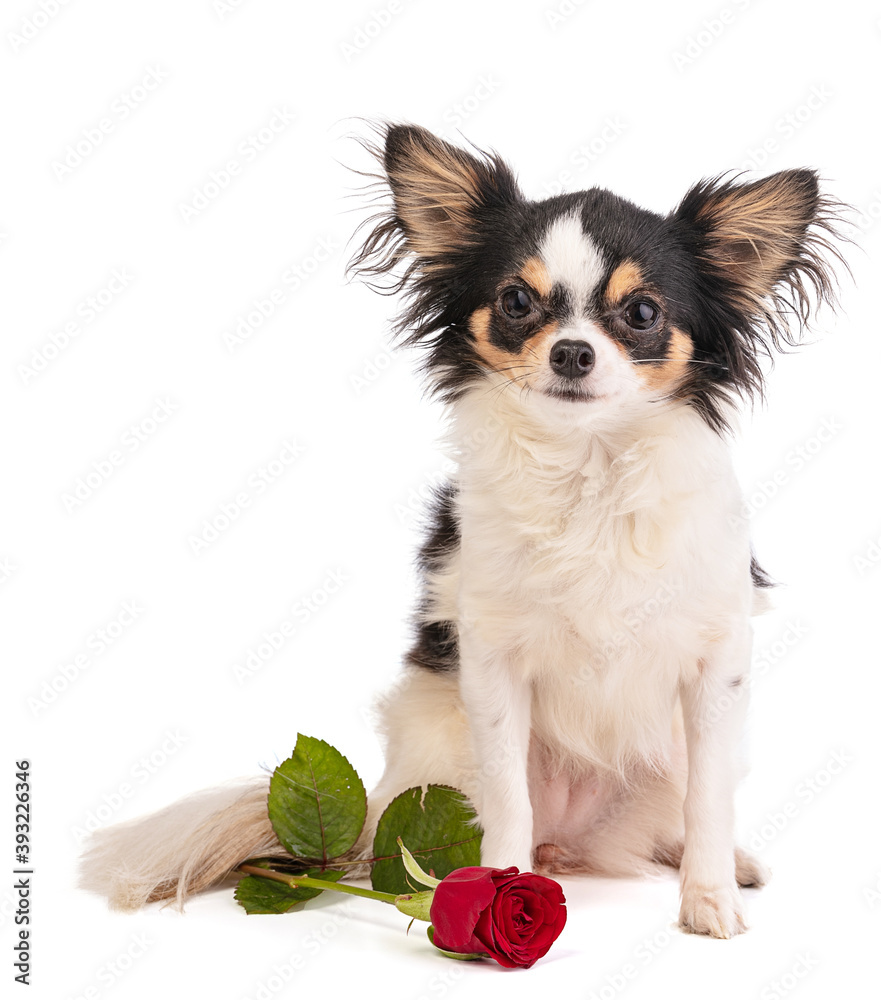 Chihuahua with a rose to celebrate love