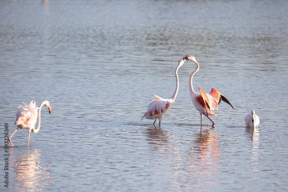 Two flamingos fighting in the water
