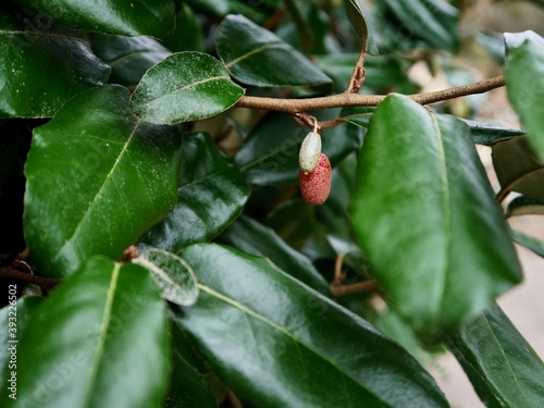 Branch with fruits of a bush Elaeagnus × submacrophylla (formerly E. × ebbingei), a hybrid between Elaeagnus macrophylla and Elaeagnus pungens photo