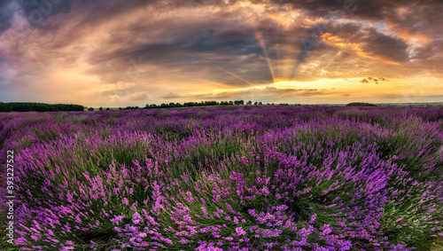 Beautiful lavender field sunset landscape