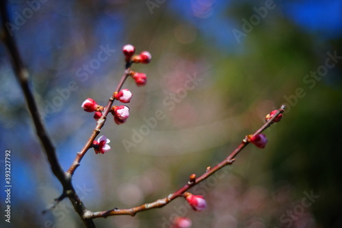 日本の早春を連想させる梅の花の蕾