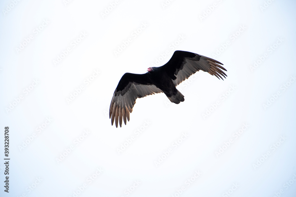 Obraz premium Turkey Vulture