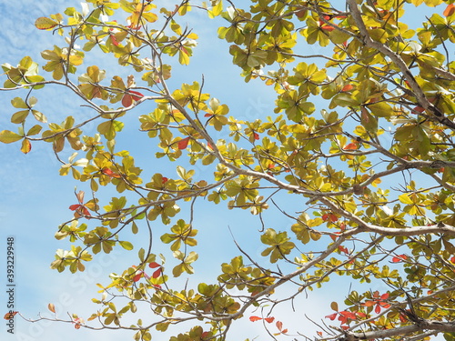 Terminalia catappa, common name Country-almond, Indian-almond. The brightly colored leaves can be seen from under the trees.Some of the green leaves turn orange against the blue sky. 