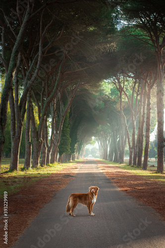 dog on a beautiful path among trees. Nova Scotia Duck Tolling Retriever in nature at sun
