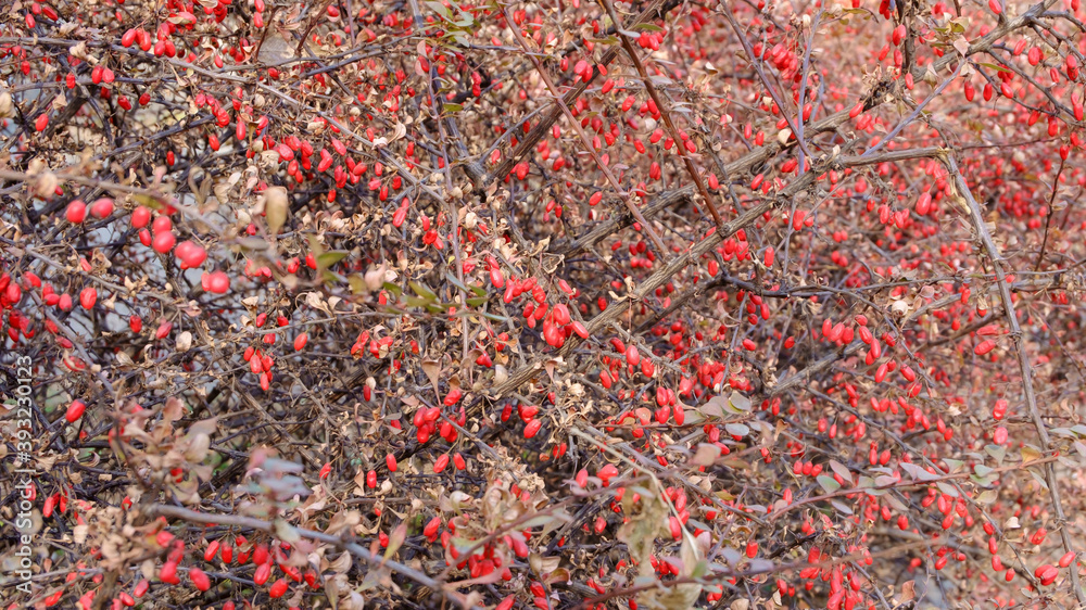 Berberis thunbergii. Bush with red barberry berries in late autumn. Berberis thunbergii. Bush with red barberry berries in late autumn.