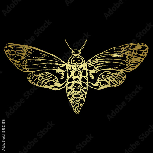 Fotografia, Obraz African death's head hawkmoth butterfly