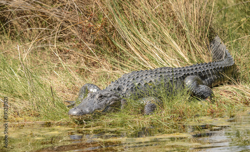 Long alligator winding through the Everglades in Florida.
