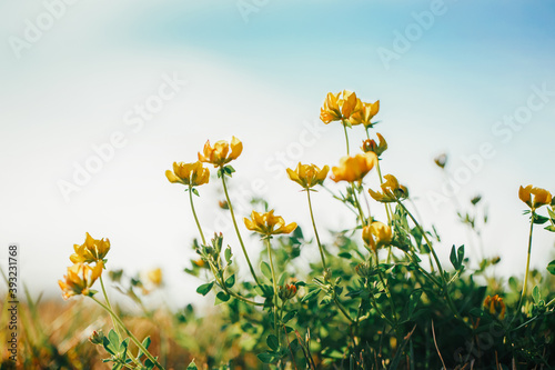 Fototapeta Naklejka Na Ścianę i Meble -  Beautiful yellow buttercup flowers in grass on blue sky background outdoor. Pretty artistic organic floral natural theme backdrop. Amazing seasonal summer nature outdoors wallpaper.