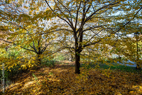 The colorful landscape near Cherry Hill in Central Park, New York City