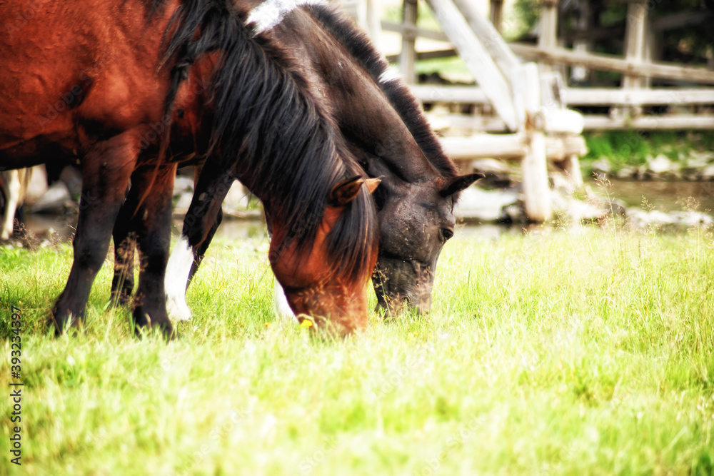 The Mongol horse is the native horse breed of Mongolia. The breed is purported to be largely unchanged since the time of Genghis Khan The Mongol horse is the native horse breed of Mongolia. The breed is purported to be largely unchanged since the time of Genghis Khan