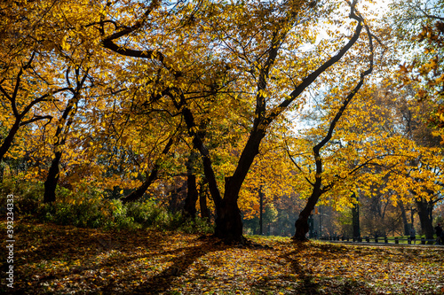 The colorful trees along the East Green in Central Park  New York City.