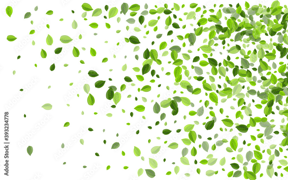 Lime Leaves Organic Vector Wallpaper. Herbal Lime Leaves Organic Vector Wallpaper. Herbal