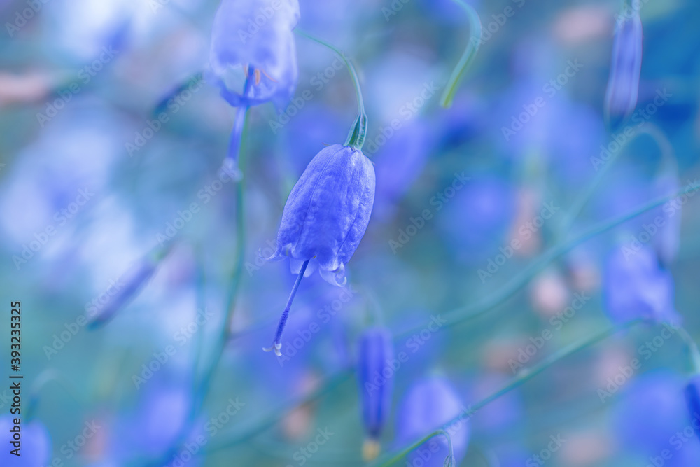 Bluebell flowers bloom in summer . Photo in blue tinted Bluebell flowers bloom in summer . Photo in blue tinted