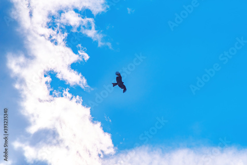 black silhouette of a wild flying bird among the clouds against the blue sky