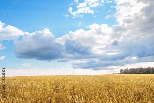 landscape of a clearing with ripe yellow wheat against a blue sky with clouds