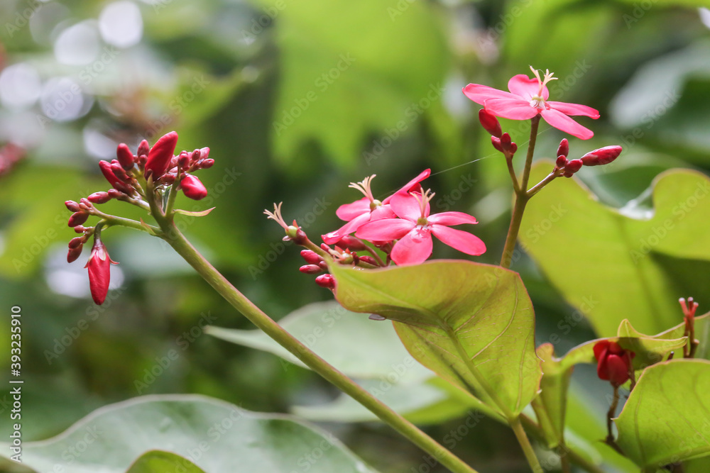 Fototapeta premium atropha integerrima Jacq., Red flowers in the field and blur bokeh background