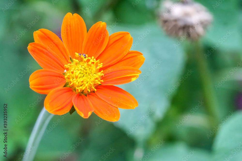 Daisy / Ostiospermum, orange flower with yellow pollen in the garden and blurred green background Daisy / Ostiospermum, orange flower with yellow pollen in the garden and blurred green background