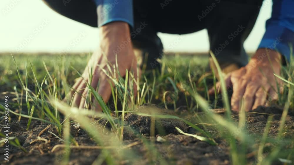 farmer hand. man farmer working in the field inspects the crop wheat germ natural a crop farming. business agriculture harvesting concept. farmer hand touches green wheat germ agriculture industry farmer hand. man farmer working in the field inspects the crop wheat germ natural a crop farming. business agriculture harvesting concept. farmer hand touches green wheat germ agriculture industry