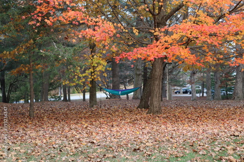 A Hammock among colorful trees and leaves