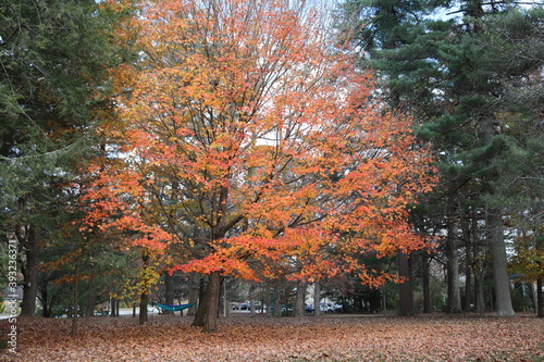 Fall colors, autumn foliage and a hammock