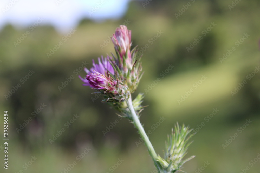 Fototapeta premium Scotch Thistle