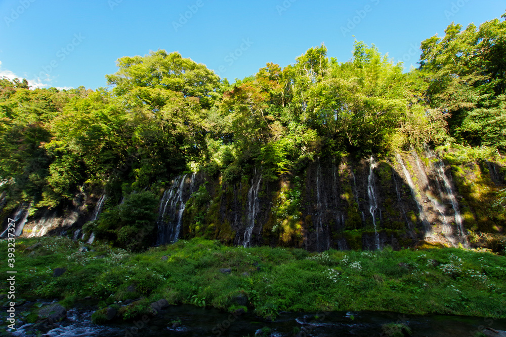 Fototapeta premium 富士山の湧き水が流れる白糸の滝
