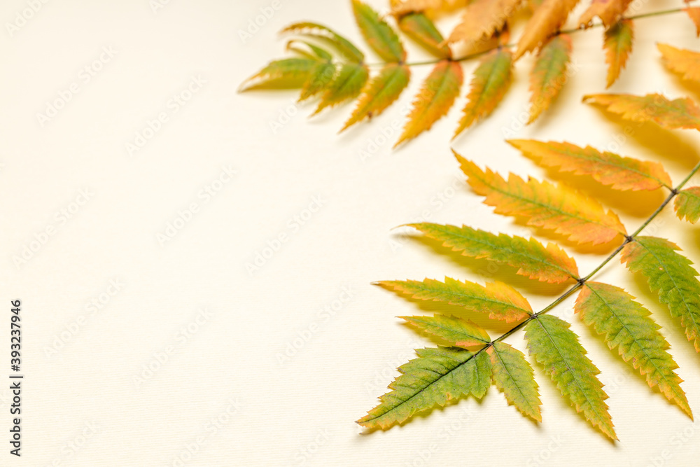 autumn green and yellow fern leaves frame border. pastel colored background. copy space. studio shot. above view