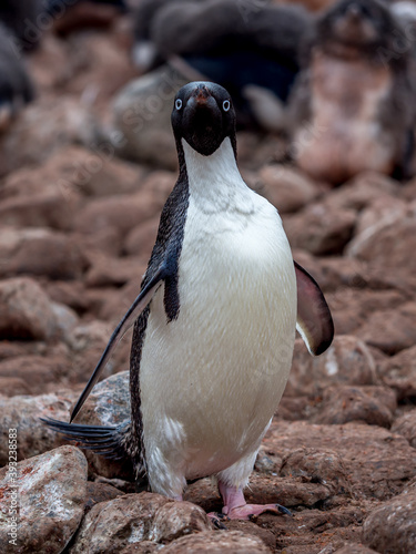 Full length portrait of an Adelie penguin facing the camera