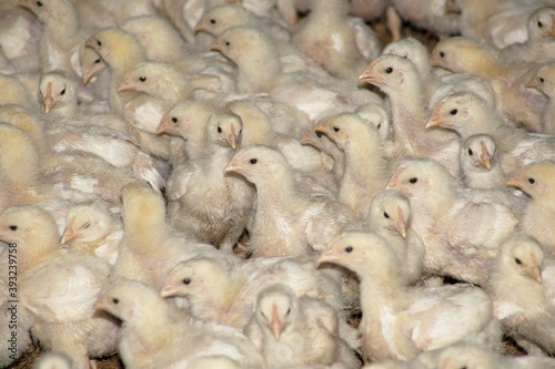 Broiler chickens in a chicken farm