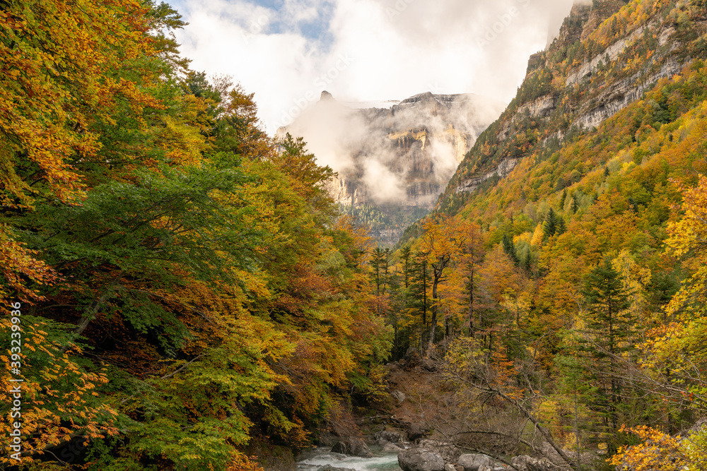 Beutiful yellow forest in autumn Valley and Mount Perdido in cloudy sky, Ordesa National park, Spain Beutiful yellow forest in autumn Valley and Mount Perdido in cloudy sky, Ordesa National park, Spain