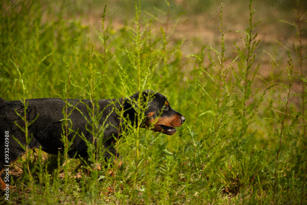 Doberman puppies