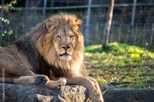 Fotografija African Lion Resting on a Big Rock in a Sanctuary