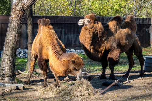 Two-humped Camels Grazing in a Farm