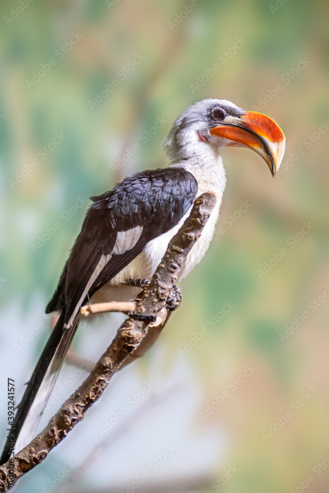 Full Profile Shot of a Hornbill Perching on a Branch Full Profile Shot of a Hornbill Perching on a Branch