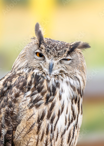 Closeup Head Shot of Sleeping Eastern screech owl One-eye-opened